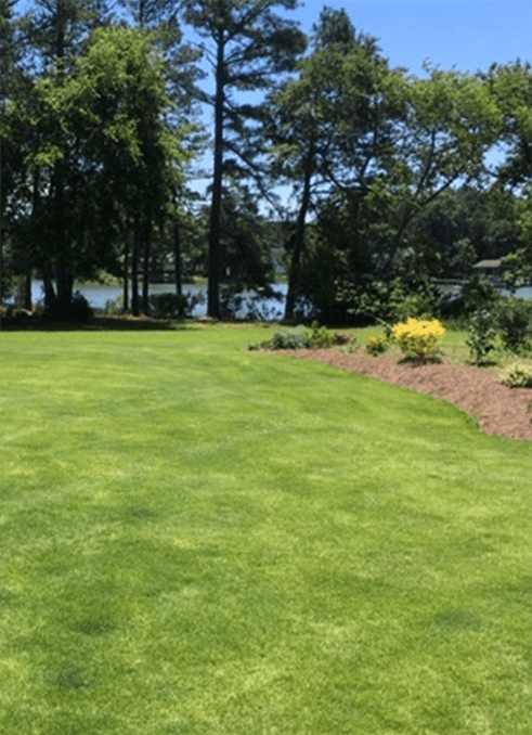 Zeon Zoysia
